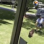 Image result for Dog Biting Mailman Meme
