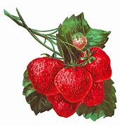 Image result for Vintage Fruit Clip Art