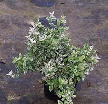 Image result for Euonymus fort. Harlequin