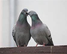 Image result for Fresh Pigeon Meme