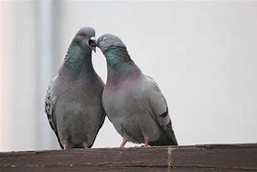 Image result for Pigeon COO Meme