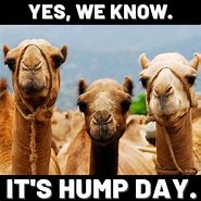 Image result for hump day memes