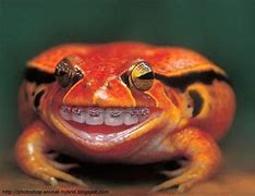 Image result for Funny Frog Background