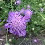 Image result for Knautia arvensis
