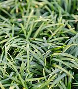 Image result for Ophiopogon japonica Minor