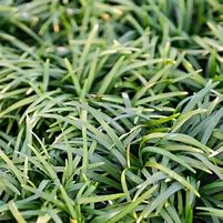 Image result for Ophiopogon japonica Minor