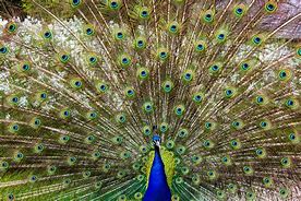 Image result for Peacock's Feathers