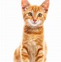 Image result for Cat Face Free