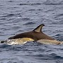 Image result for Torfaen Dolphins