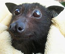 Image result for Smallest Fruit Bat