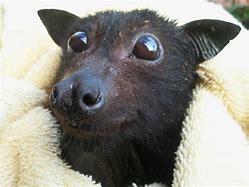 Image result for Red Eye Bat