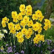 Image result for Narcissus Kokopelli