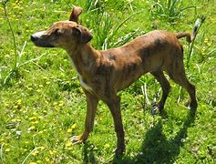 Image result for galgo