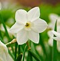 Image result for Narcissus Dainty Miss