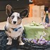 Image result for Happy New Year Corgi