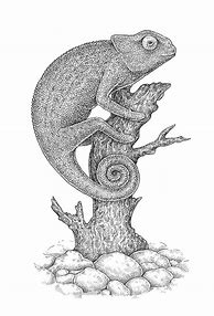 Image result for Giant Lizard Drawing