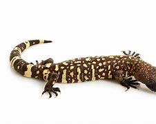 Image result for Most Poisonous Lizard