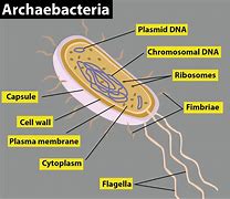 Image result for Archaebacteria Diagram
