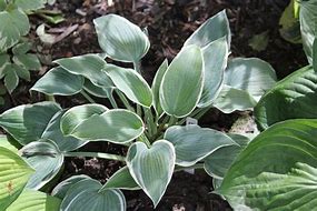 Image result for Hosta El Nino ®