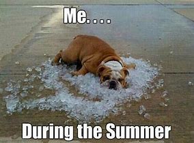 Image result for Summer Dog Meme