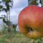Image result for Pound Apple Trees