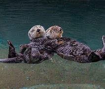 Image result for Baby Otters Sleeping