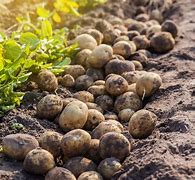 Image result for Potato Harvesting