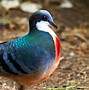 Image result for Coolest Bird Ever