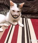 Image result for Cursed Cat Pictures