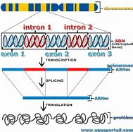 Image result for Gene Structure Exon and Intron Eukariote Cell