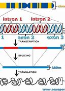 Image result for Intron vs Exon