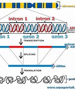 Image result for Intron-Exon Diagram