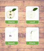 Image result for Parts of an Apple Montessori