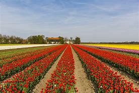 Image result for Netherlands Flowers