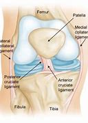 Image result for Tibial and Fibular Collateral Ligaments