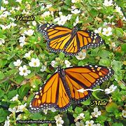 Image result for Butterfly Spot the Difference