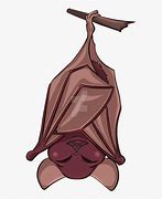 Image result for Upside Down Bat Shape