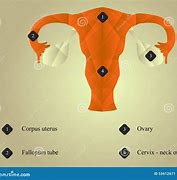 Image result for Layers of Ovary