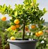 Image result for Miniature Orange Tree