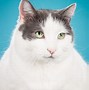 Image result for Funny Fat Fluffy Cats