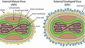 Image result for Molluscum Contagiosum Virus Cell Cycle