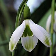 Image result for Galanthus Mr. Camouflage