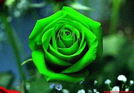 Image result for iPhone 0LE Rose