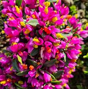 Image result for Polygala chamaebuxus Grandiflora