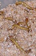 Image result for Dried Mealworms for Birds