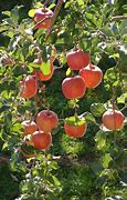 Image result for Apple Tree for Zone 9