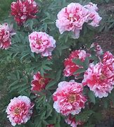 Image result for Paeonia Yachiyo-Tsubaki (Suffrutic.-Group)