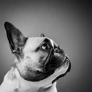 Image result for French Bulldog Portrait
