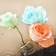 Image result for Dy Roses