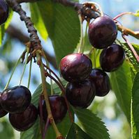 Image result for Prunus avium Bigarreau Moreau